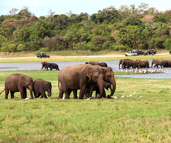 NATURE TOURS